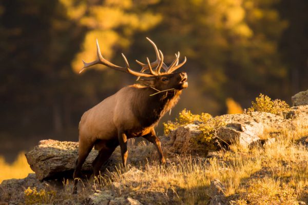 elk-rut-the-thrill-of-hunting-during-mating-season