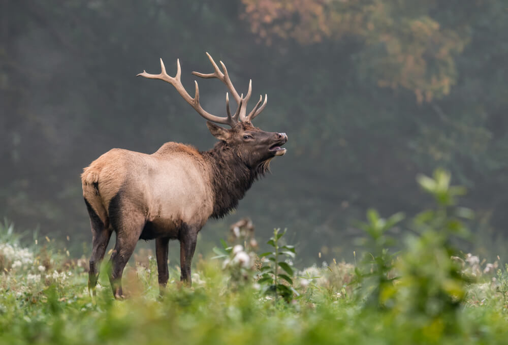 tips-and-tricks-for-your-next-elk-hunting-adventure