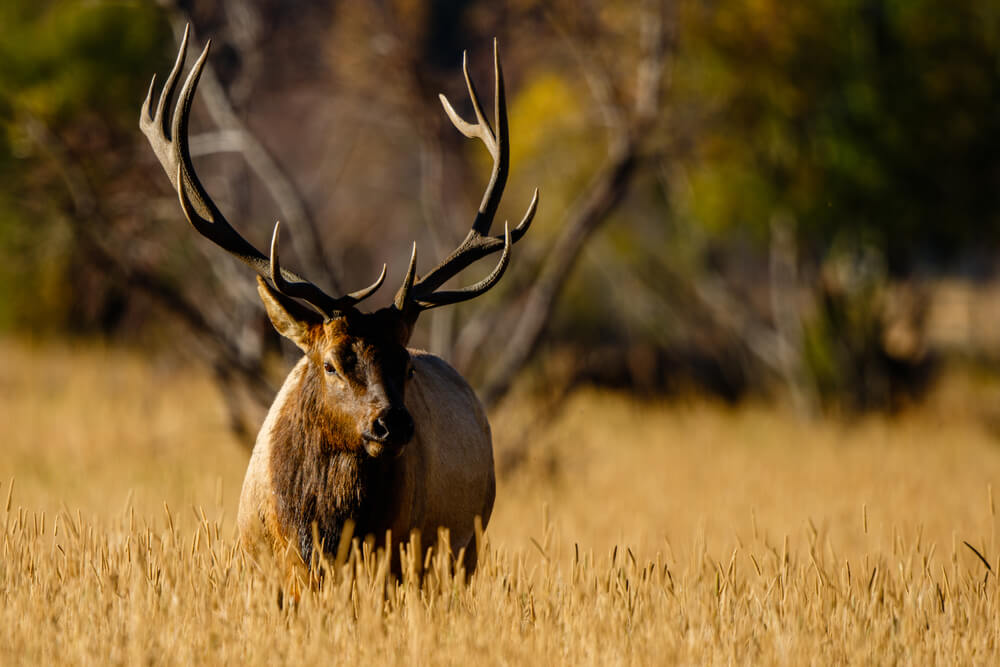 The Best Pressure Canners For 2023 • The Rustic Elk