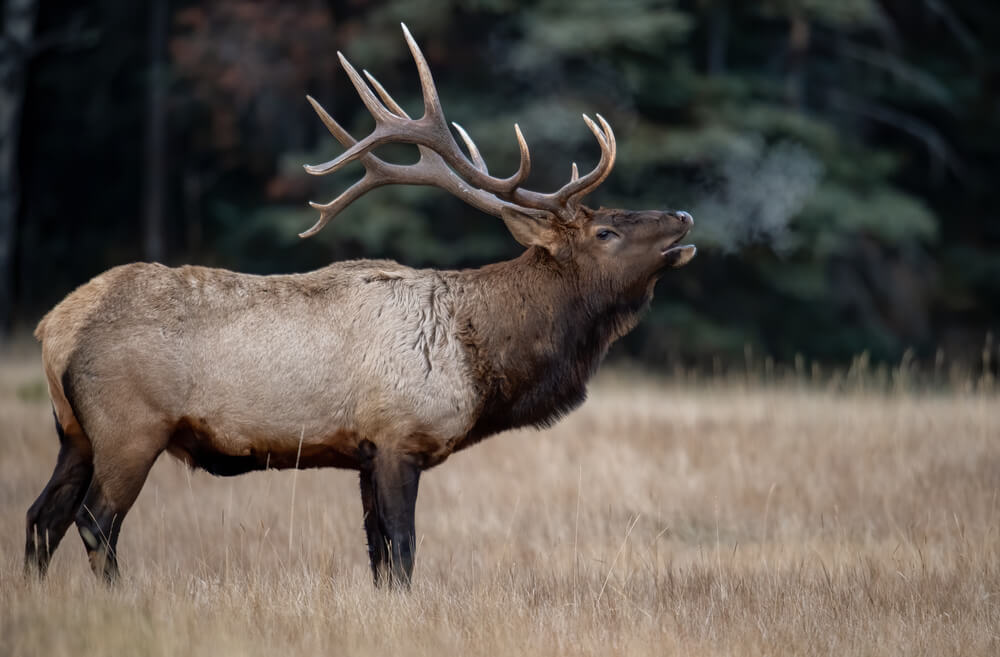 Elk Rutting Season What to Know