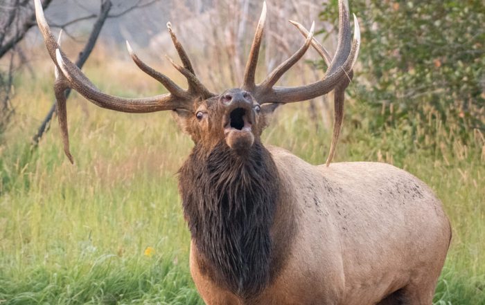 Idaho Elk Hunting Tips - Idaho Hunting Outfitters | Guided Elk Hunts