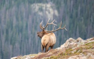 Guaranteed Elk Hunts: A solitary bull elk wanders along an alpine ridge at Rocky Mountain Elk Ranch.