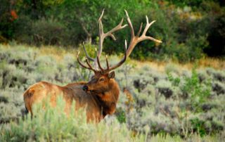 Guided Elk Hunt: A majestic bull elk walks through a alpine meadow.