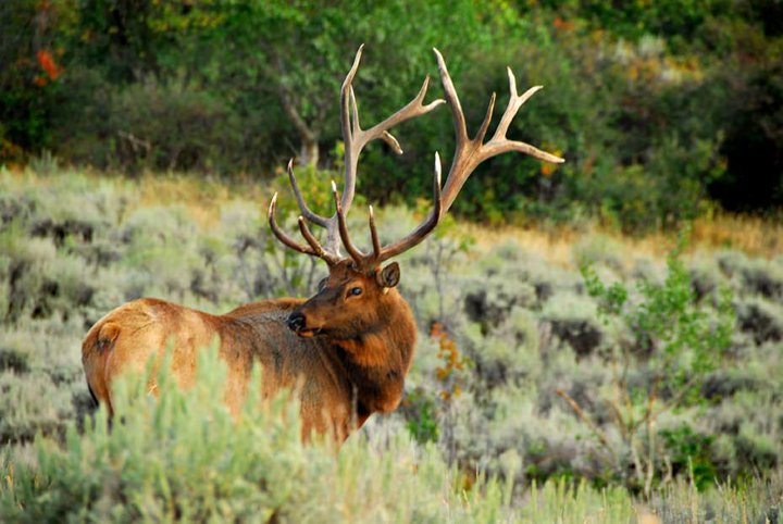 Guided Elk Hunt: A majestic bull elk walks through a alpine meadow.